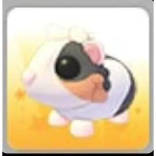 Tortoiseshell Guinea Pig