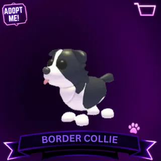 BORDER COLLIE
