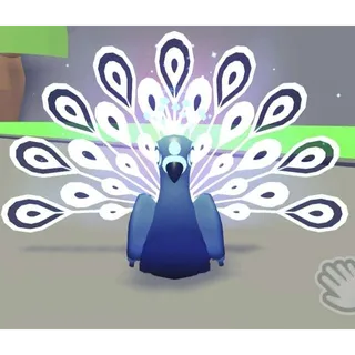 MOONBEAM PEACOCK