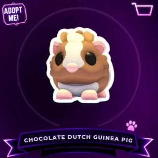 CHOCOLATE DUTCH GUINEA PIG