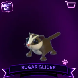 SUGAR GLIDER