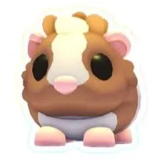 CHOCOLATE DUTCH GUINEA PIG