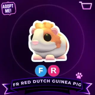 FR RED DUTCH GUINEA PIG