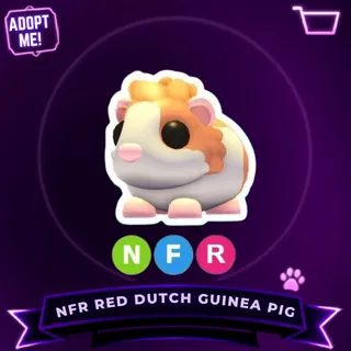 NFR RED DUTCH GUINEA PIG