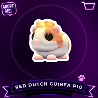 RED DUTCH GUINEA PIG