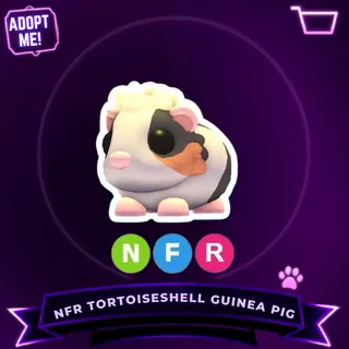 NFR TORTOISESHELL GUINEA PIG