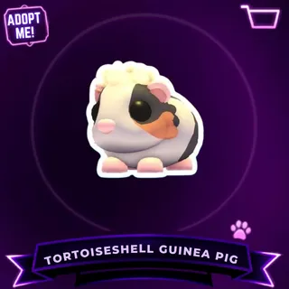 NFR TORTOISESHELL GUINEA PIG