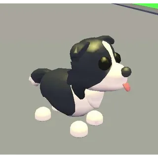 BORDER COLLIE