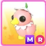 MR FLOWER POWER DUCKLING || Adopt Me