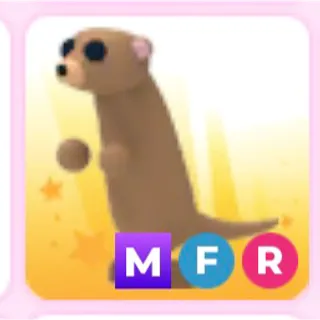 MFR Meerkat