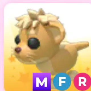 MFR Lion Cub