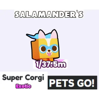 Super Corgi Pets Go