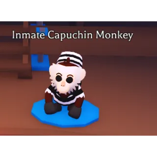 4x Inmate Capuchin Monkey