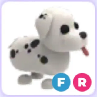 dalmatian fr