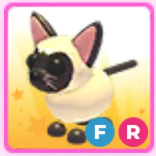 FR siamese cat