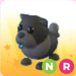 black chow chow NR