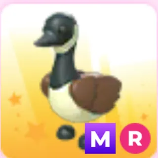 canadian goose MR