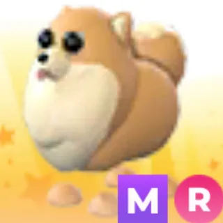 pomeranian MR