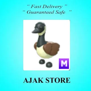 M Canadian Goose