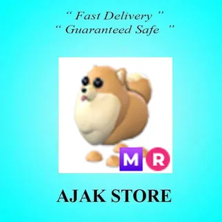 MR Pomeranian