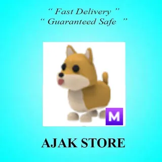 M Shiba Inu