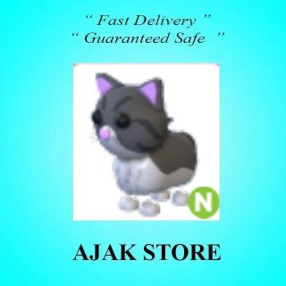 Persian Cat N