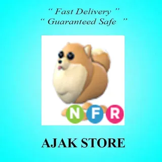 NFR Pomeranian