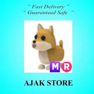 MR Shiba Inu