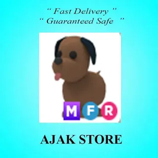 MFR Chocolate Labrador