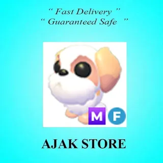 MF Shih Tzu