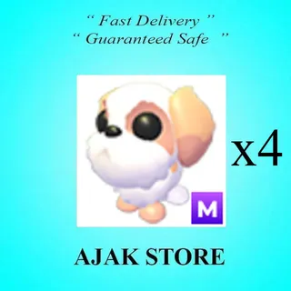 x4 M Shih Tzu
