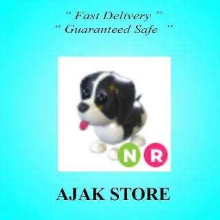 NR Black Springer Spaniel