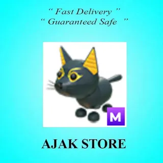 M Abyssinian Cat