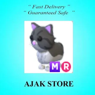 MR Persian Cat