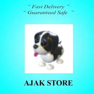 Black Springer Spaniel