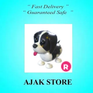 R Black Springer Spaniel