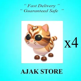 x4 Catte