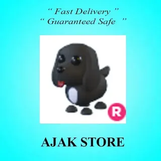 R Royal Palace Spaniel