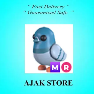 MR Rock Pigeon