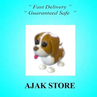 Brown Springer Spaniel