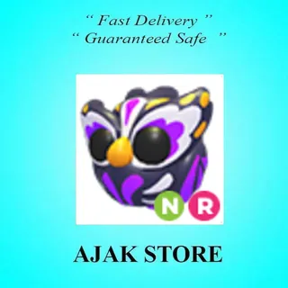 NR Grave Owl