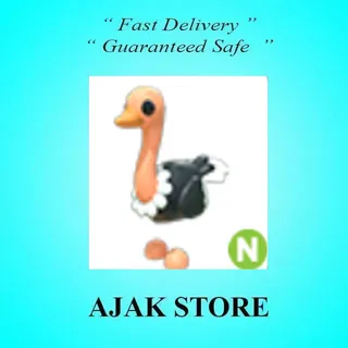 N Ostrich