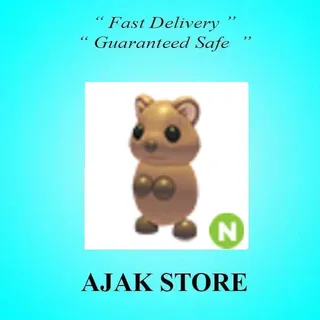 N Quokka