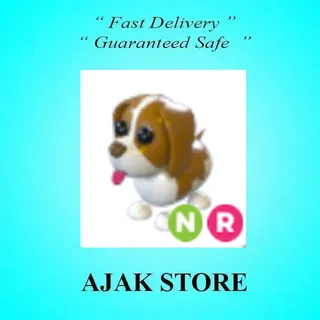 NR Brown Springer Spaniel