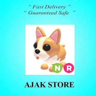 NR French Bulldog