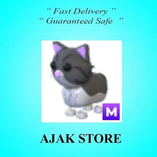 M Persian Cat
