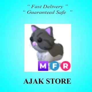 MFR Persian Cat