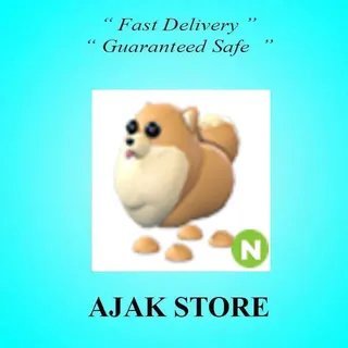 N Pomeranian