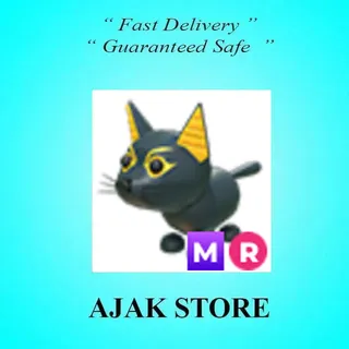 MR Abyssinian Cat