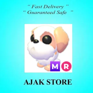 MR Shih Tzu